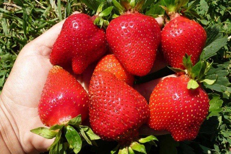 Alice - Variétés tardives de fraises pour la région de Moscou