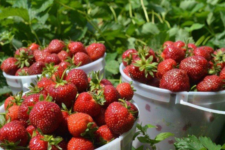 Vacances - Variétés tardives de fraises pour la région de Moscou