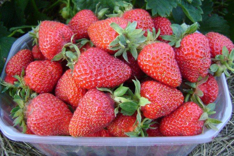 Albion - Variétés remontantes de fraises pour la région de Moscou