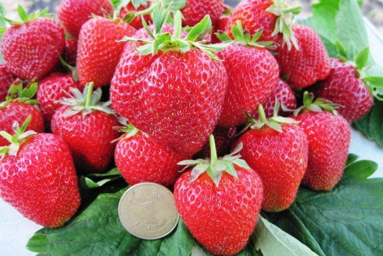 Guirlande - Variétés remontantes de fraises pour la région de Moscou