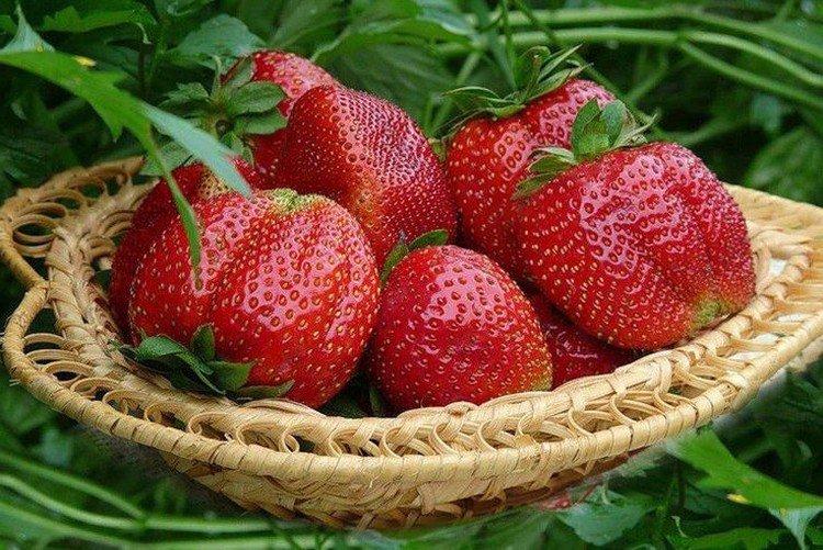 Jubilé de Moscou - Variétés de fraises à gros fruits pour la région de Moscou