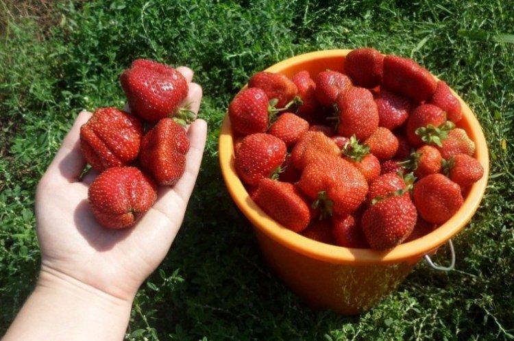 Reine Elizabeth II - Variétés de fraises à gros fruits pour la région de Moscou