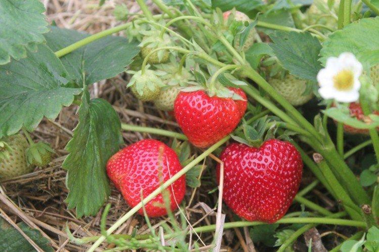 Gigantella - Variétés de fraises à gros fruits pour la région de Moscou