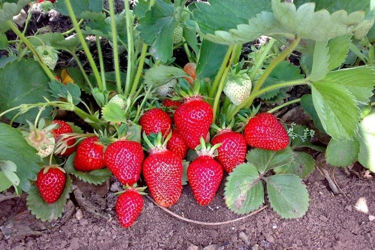 Variété précoce de fraise Cléry