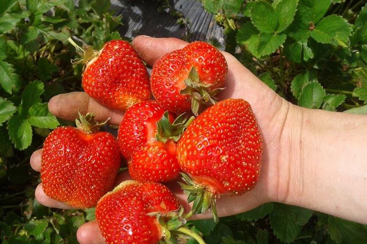 Variété de fraise précoce Elsanta