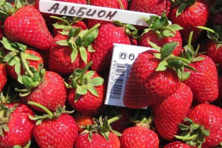 Variété de fraise réparée Albion