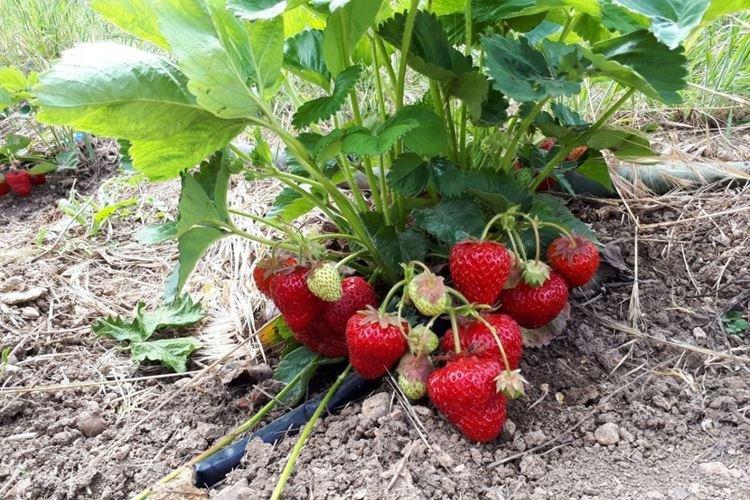 Réparer la variété de fraise Tentation
