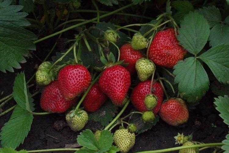 Variété de fraise réparatrice Elizaveta