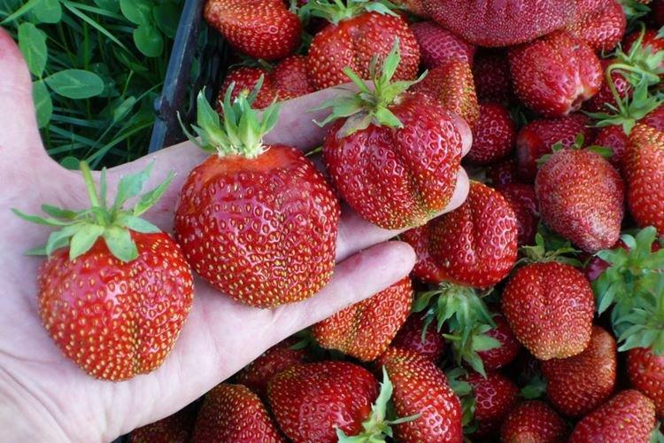 Variété de fraise à gros fruits Mashenka