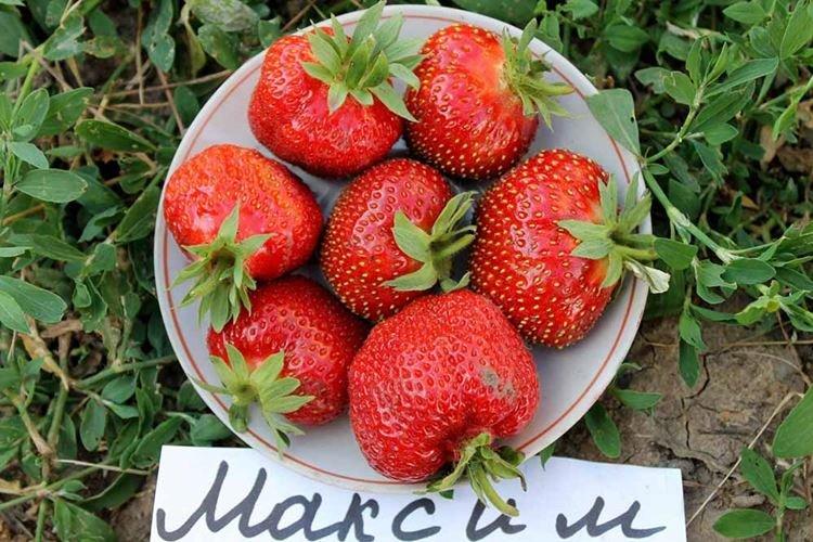 Variété de fraises à gros fruits Maxim