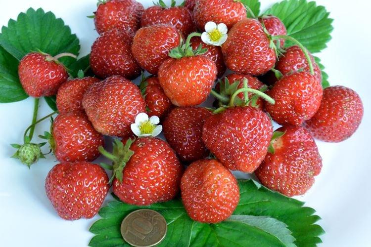 Variété de fraise à gros fruits Zenga Zengana