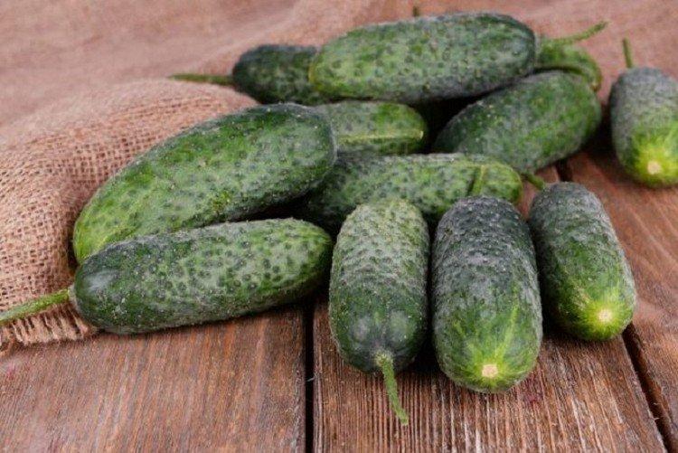 Le fils du régiment - Variétés de concombre de mi-saison pour la région de Moscou