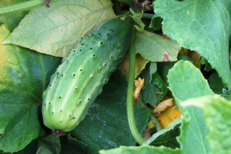 Gagnant - Variétés tardives de concombres pour la région de Moscou