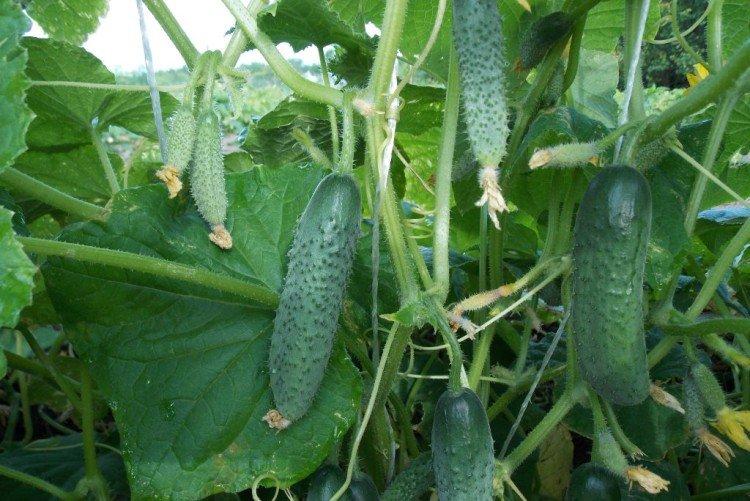 Arbuste - Variétés de concombre de serre en polycarbonate