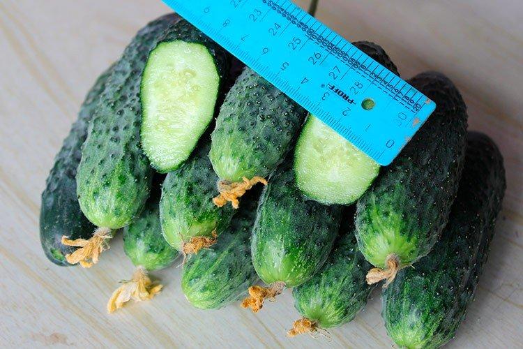 Directeur - Variétés de concombre de serre les plus productives