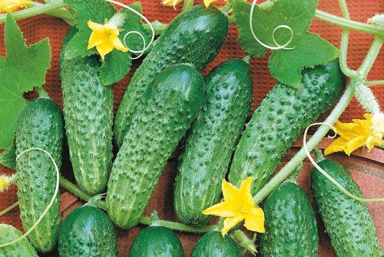 Masha - Variétés populaires de concombres pour serres