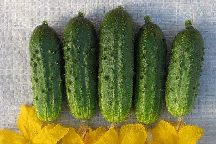 Master - Variétés populaires de concombres pour serres