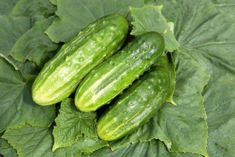 Romance - Les meilleures variétés de concombres pour serres de la région de Moscou