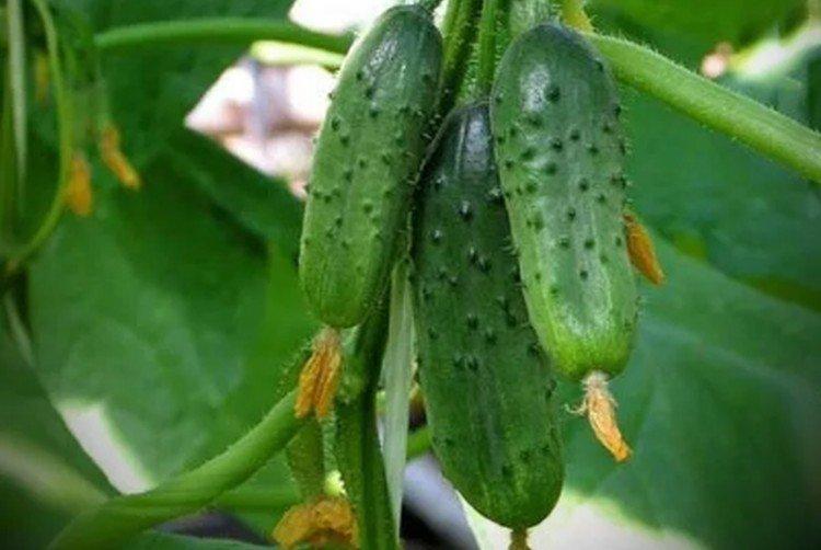 Valaam - Les meilleures variétés de concombres de serre pour l'Oural et la Sibérie