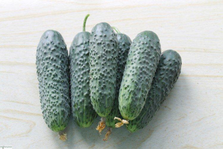 Cupidon - Les meilleures variétés de concombres de serre pour l'Oural et la Sibérie