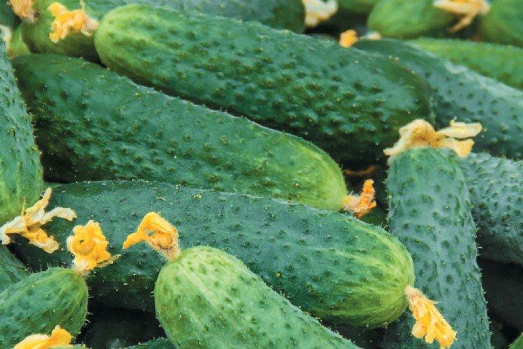 Buratino - Les meilleures variétés de concombres de serre pour l'Oural et la Sibérie