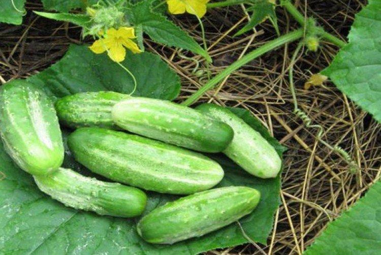 Concurrent - Variétés précoces de concombres