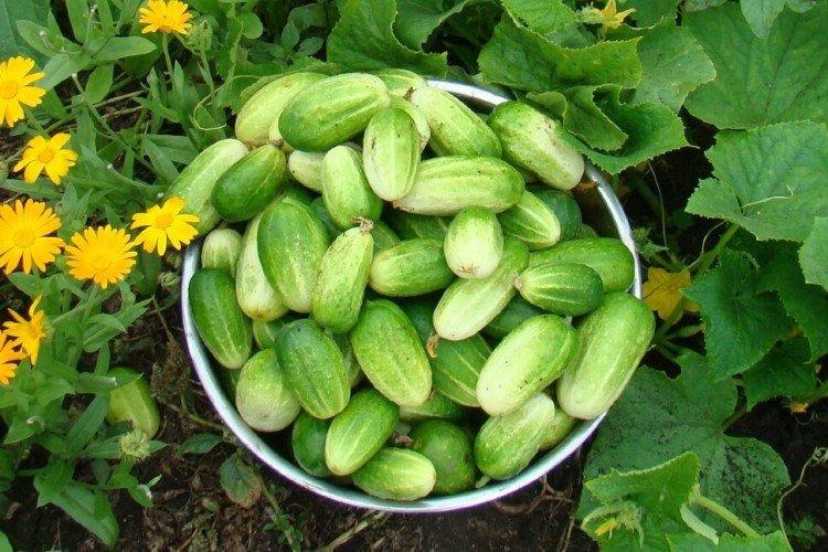 Muromsky - Variétés précoces de concombres