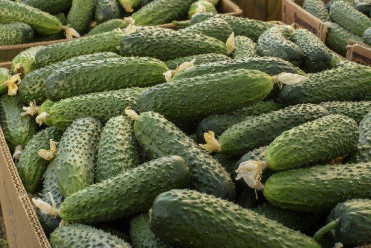 Absolute - Les meilleures variétés de concombres pour serres