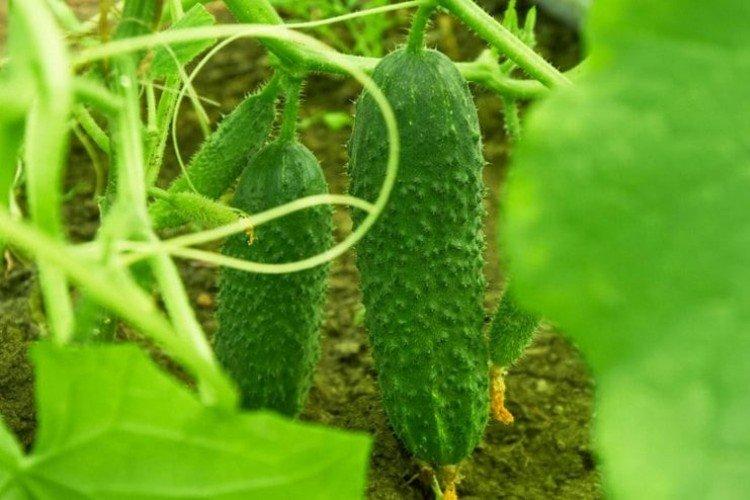 Réalisateur - Les meilleures variétés de concombres en pleine terre