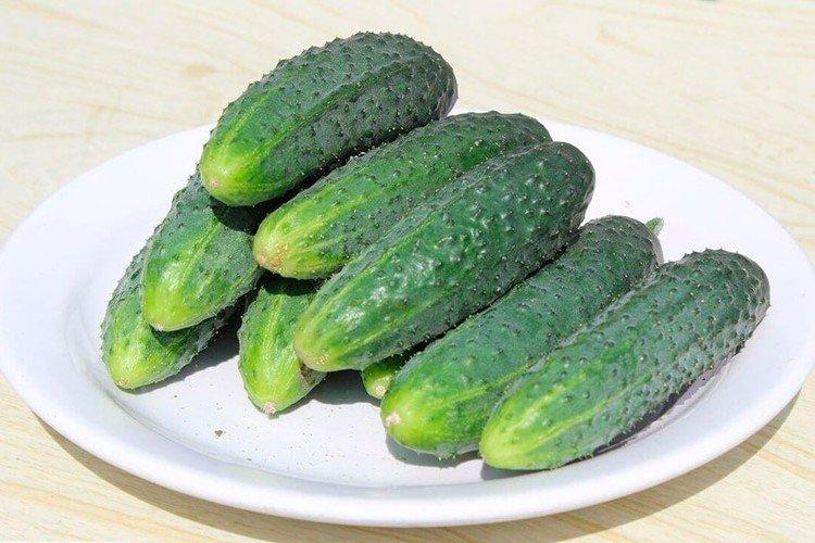 Uranium - Les meilleures variétés de concombres en pleine terre