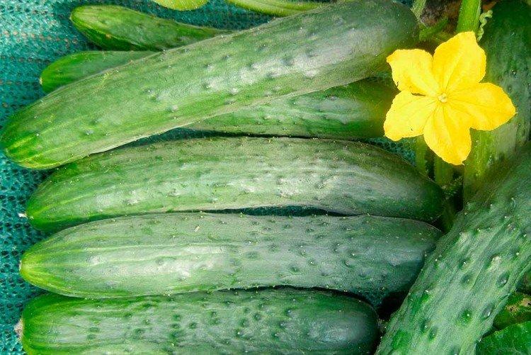 Zozulya - Les variétés de concombre les plus productives