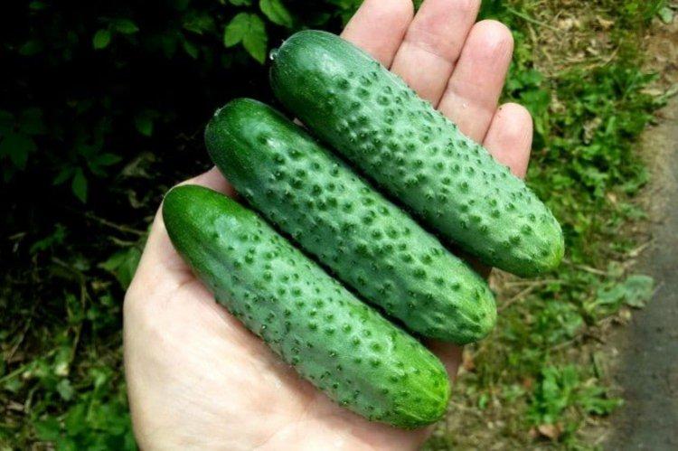 Herman - Variétés de concombre autogames ou parthénocarpiques