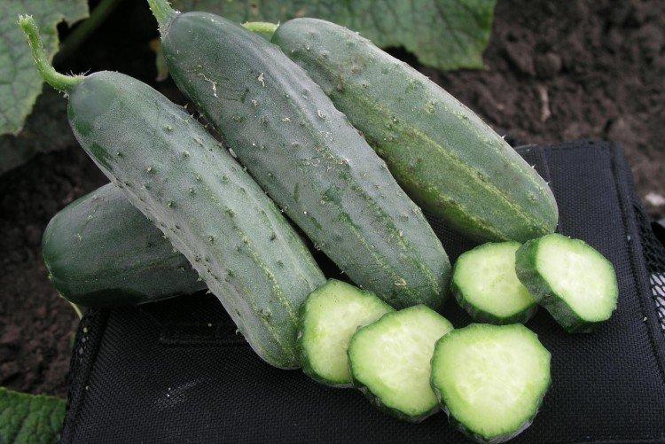 Hector - Les meilleures variétés de concombres pour l'Oural et la Sibérie