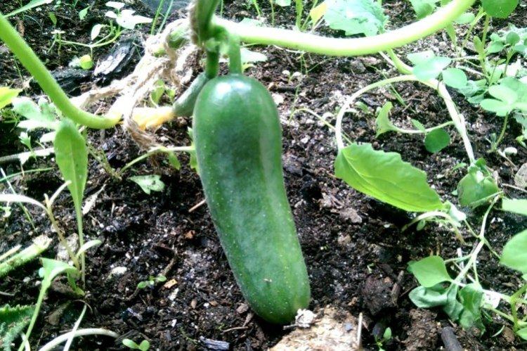 Baby mini - Les meilleures variétés de concombres pour l'Oural et la Sibérie