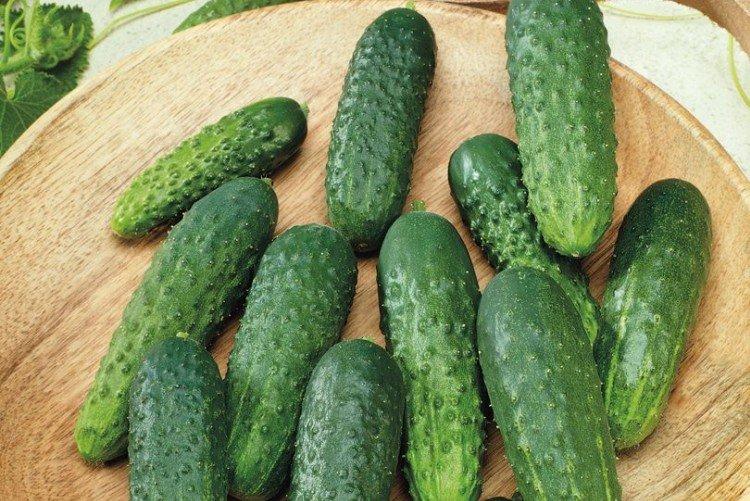 Artek - Les meilleures variétés de concombres pour l'Oural et la Sibérie