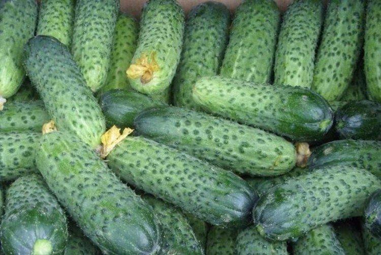 Miranda - Les meilleures variétés de concombres de la région de Léningrad