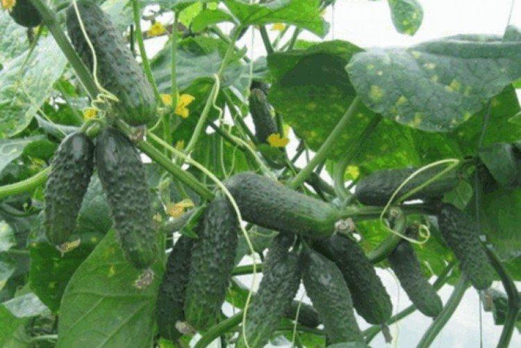 Ekol - Les meilleures variétés de concombres pour la région de Léningrad