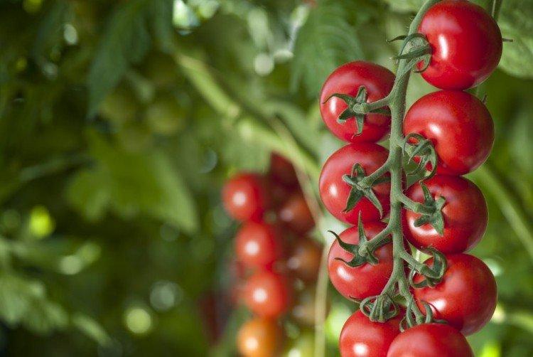 Bullseye - Variétés de tomates cerises pour serres