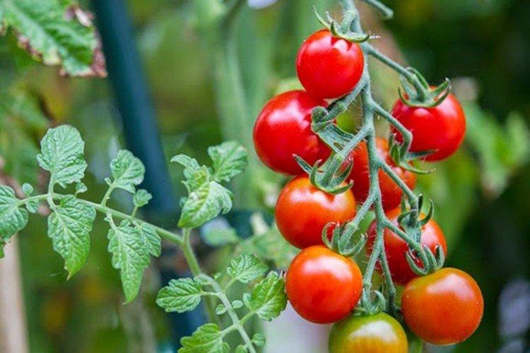 Perroquet - Variétés de tomates cerises pour serres
