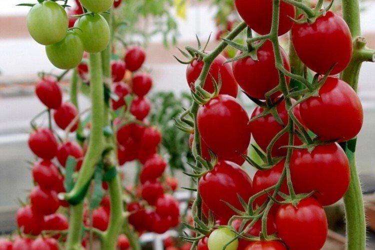 Vera - Les variétés de tomates cerises au rendement le plus élevé