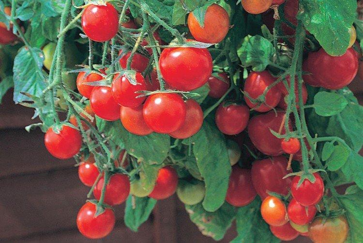 Pearl - Variétés populaires de tomates cerises pour le rebord de la fenêtre