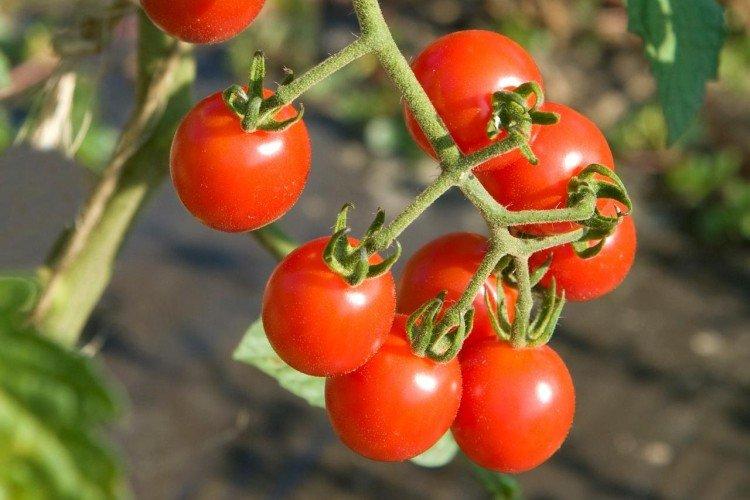 Mio - Les meilleures variétés de tomates cerises pour la région de Moscou