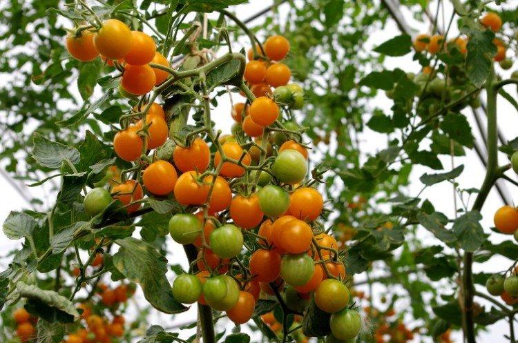 Peintures - Les meilleures variétés de tomates cerises pour la région de Moscou