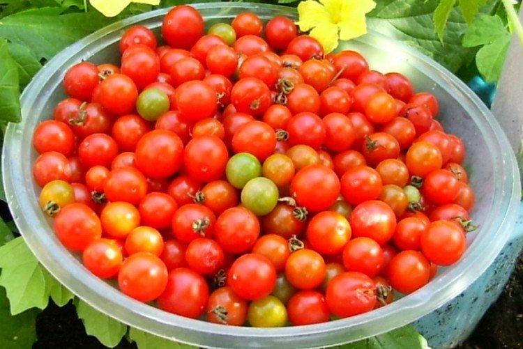 Collier rouge - Les meilleures variétés de tomates cerises pour l'Oural et la Sibérie