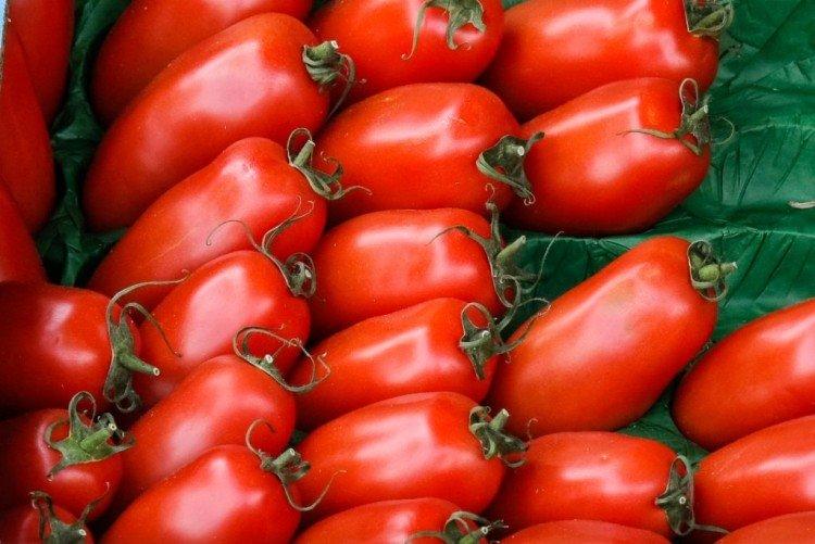 Oreilles de vache - Les variétés de tomates les plus productives de la région de Moscou
