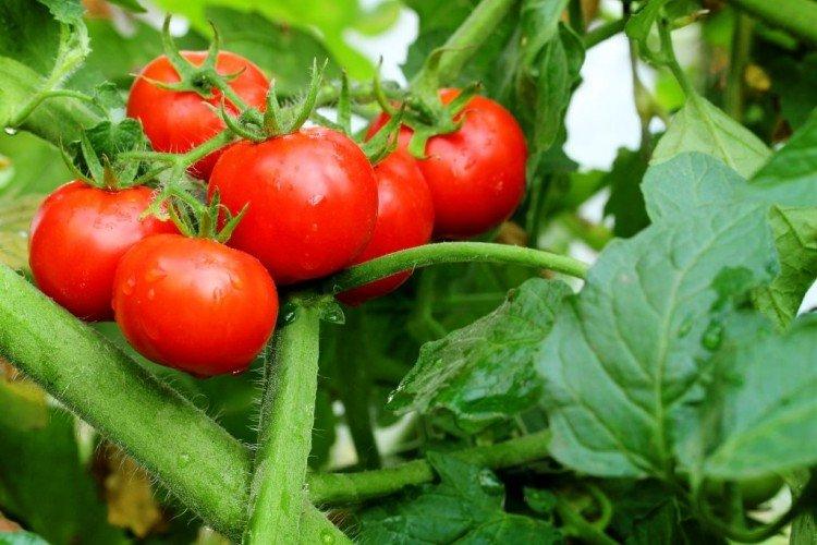 Explosion - Les variétés de tomates les plus productives de la région de Moscou