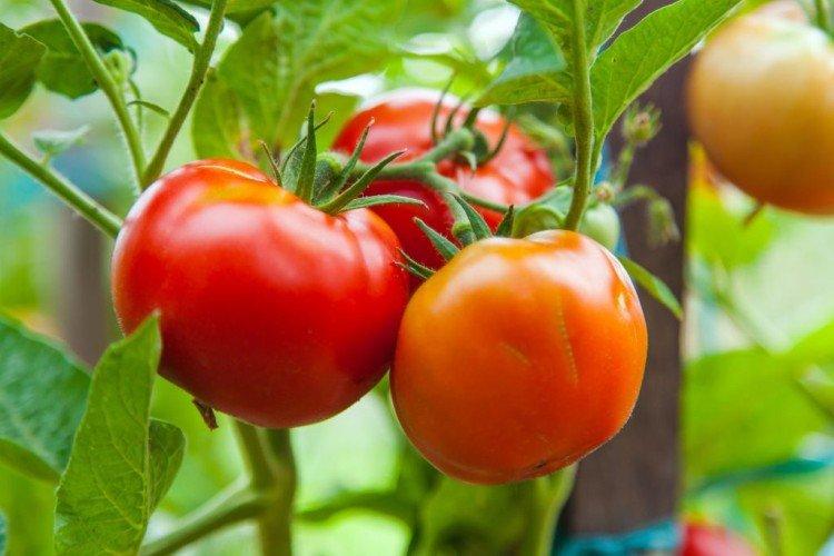 White Naliv - Premières variétés de tomates pour la région de Moscou