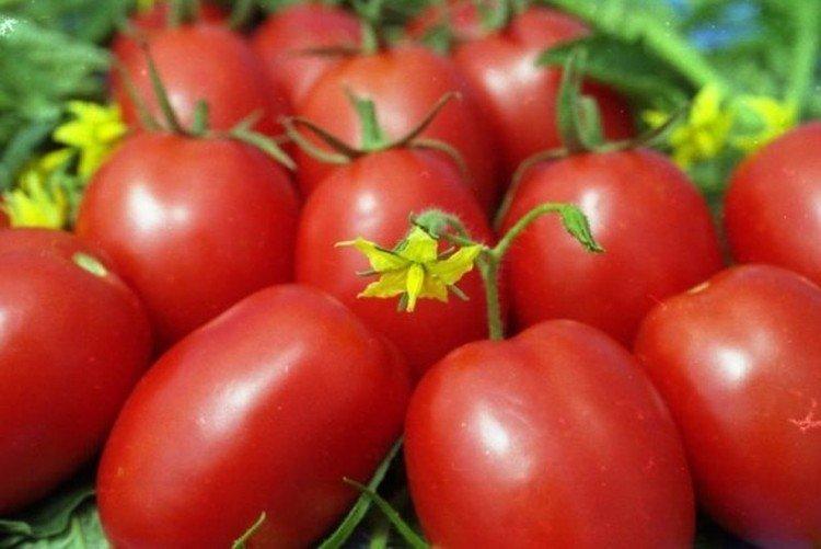 Phytous - Variétés de tomates de mi-saison pour la région de Moscou