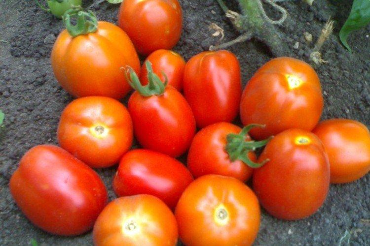Ladny - Variétés de tomates à faible croissance pour la région de Moscou
