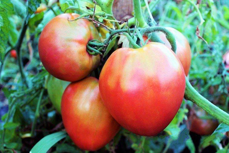 Vacances préférées - Variétés de tomates à faible croissance pour la région de Moscou